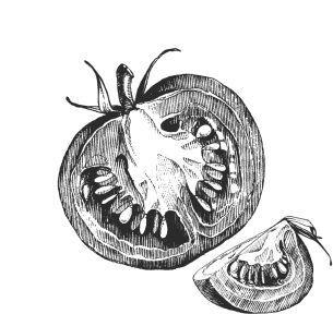 Sketch Tomato
